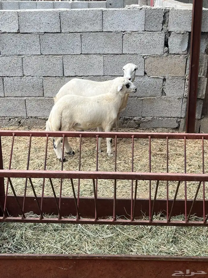نعجه رفيديه( تم البيع ) 3