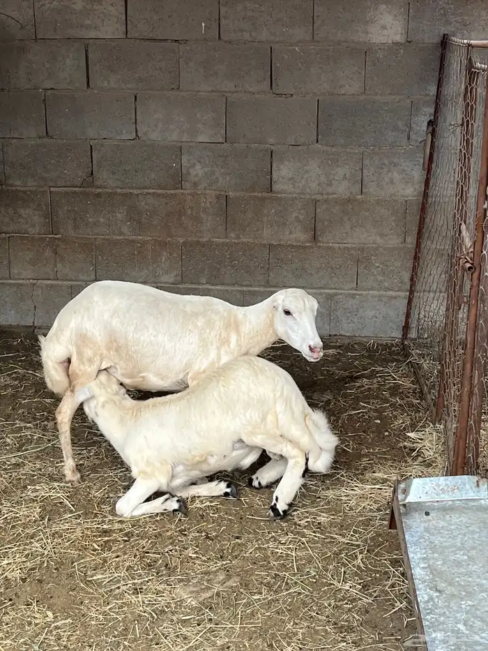 نعجه رفيديه( تم البيع ) 2