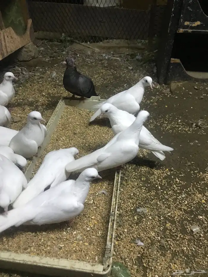 صنعاني اصيل شيبه 3