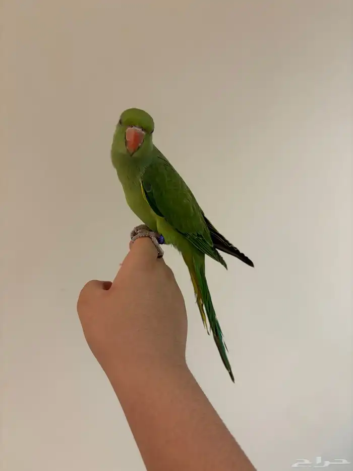 دره هنديه أليفه متكلم 1