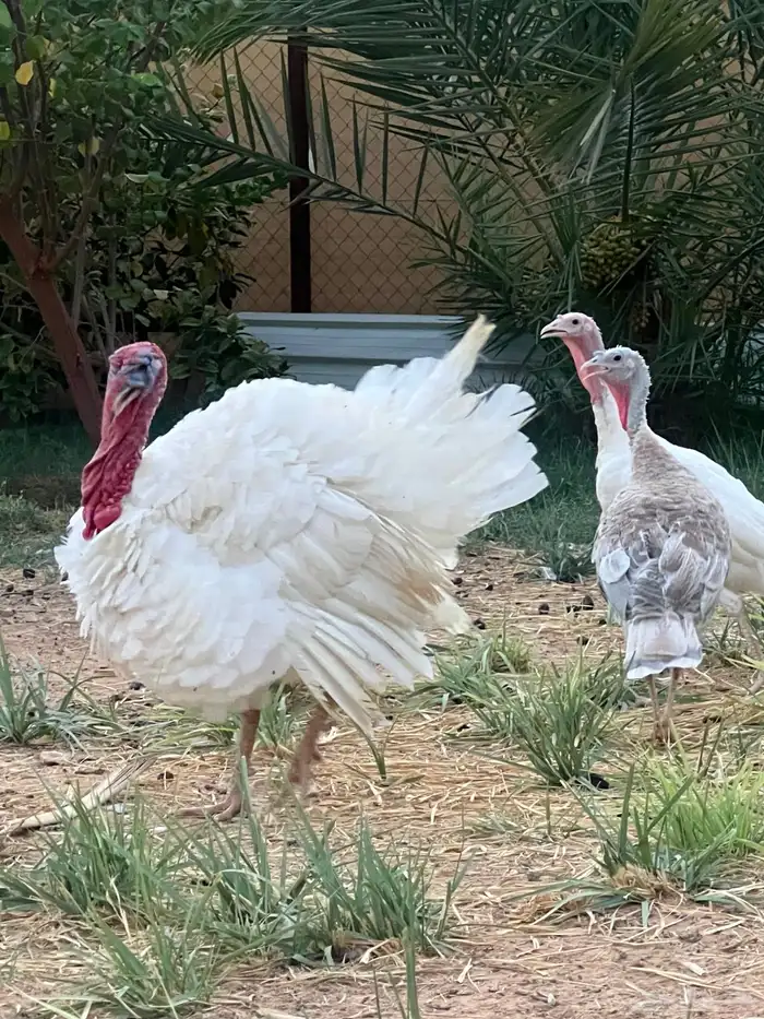 دجاج رومي 0