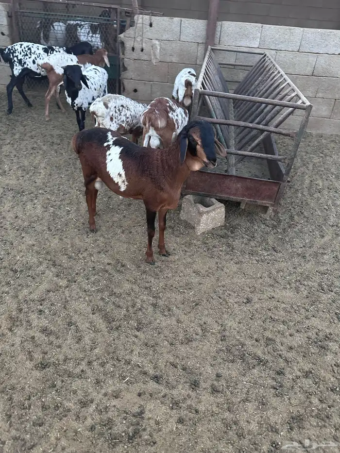 طليان برابر انتاج الحلال 3