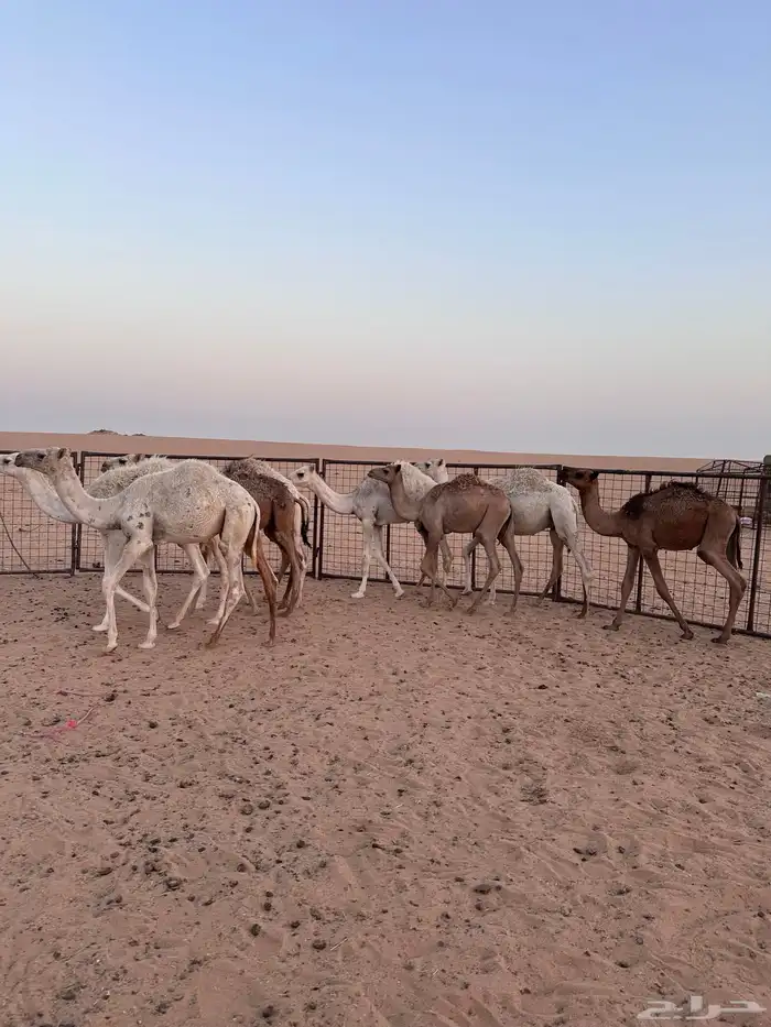 قعدان للبيع 1