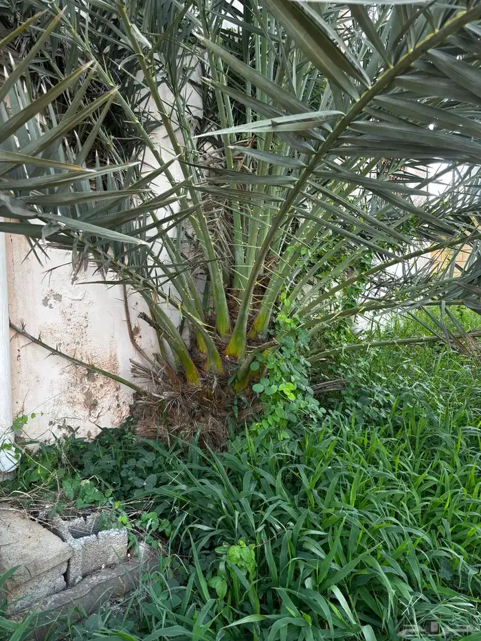 نخل للبيع 1