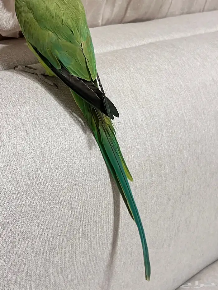 أنثى دره هنديه الليفه متكلمه 1