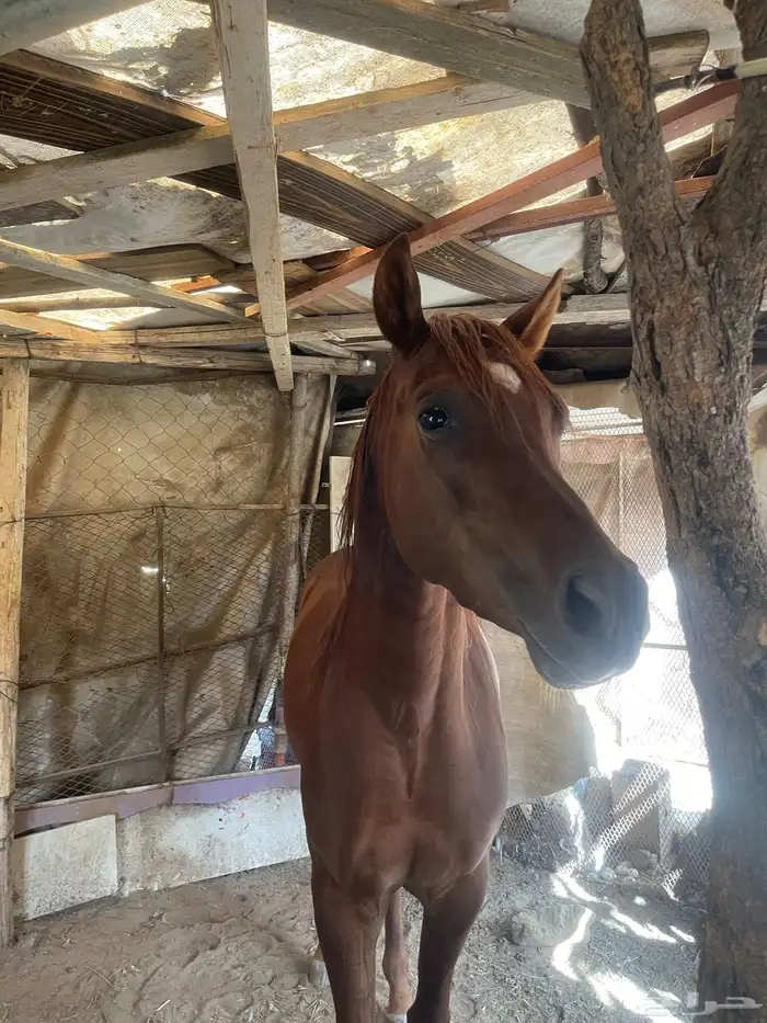 حصان عمر سنتين غير معسوف حصان مشروط 2