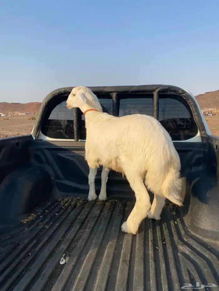 خروف فاخر 0