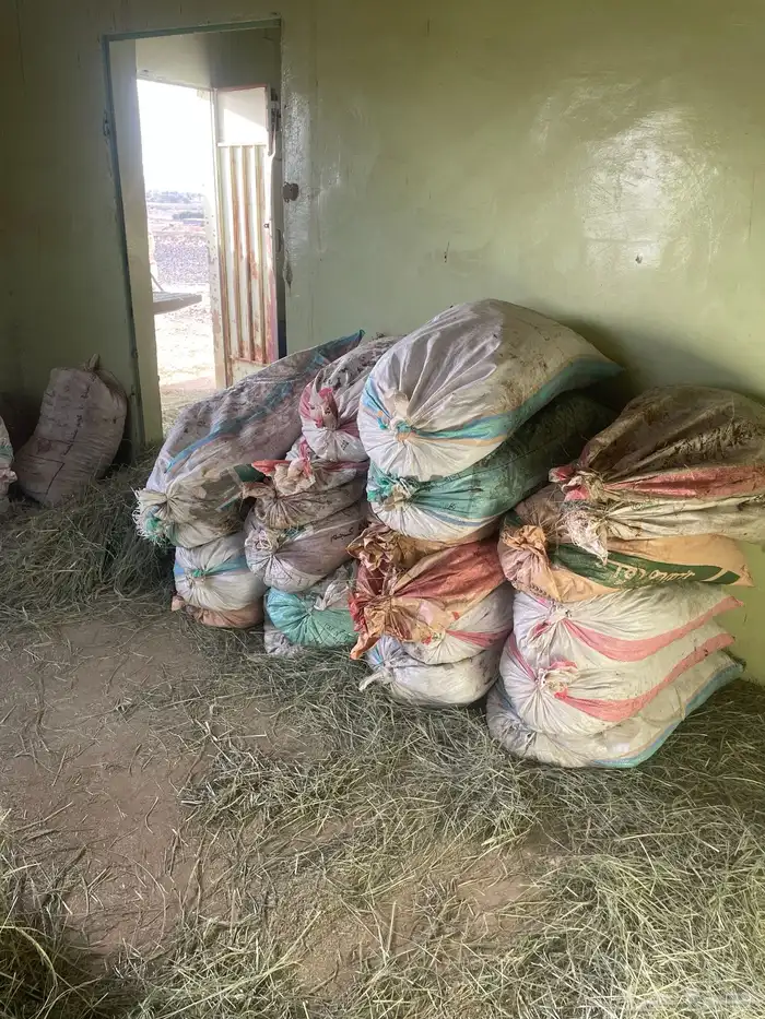 تمر غنم للبيع العدد 30كييس 1