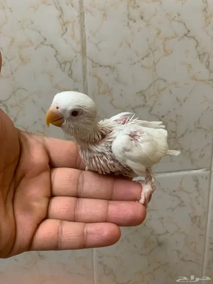 فروخ روز البينو عيون احمر 0