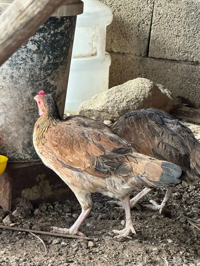 دجاج بلدي ترثه اصيل عربي فري 2