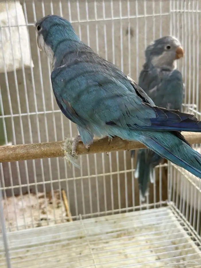 جوز كويكر ازرق منتج ( محلل بشهايد ) 1