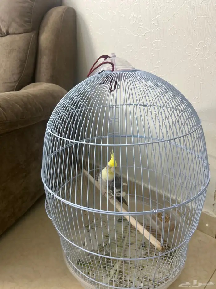 ببغاء كوكتيل . 1