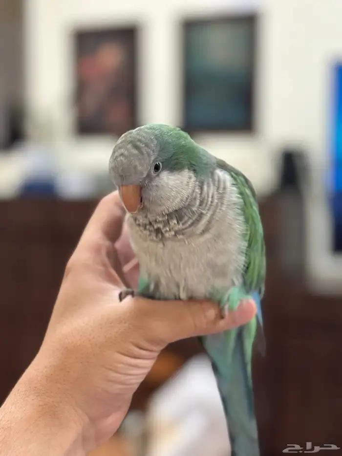 ببغاء مفقود - كويكر 0