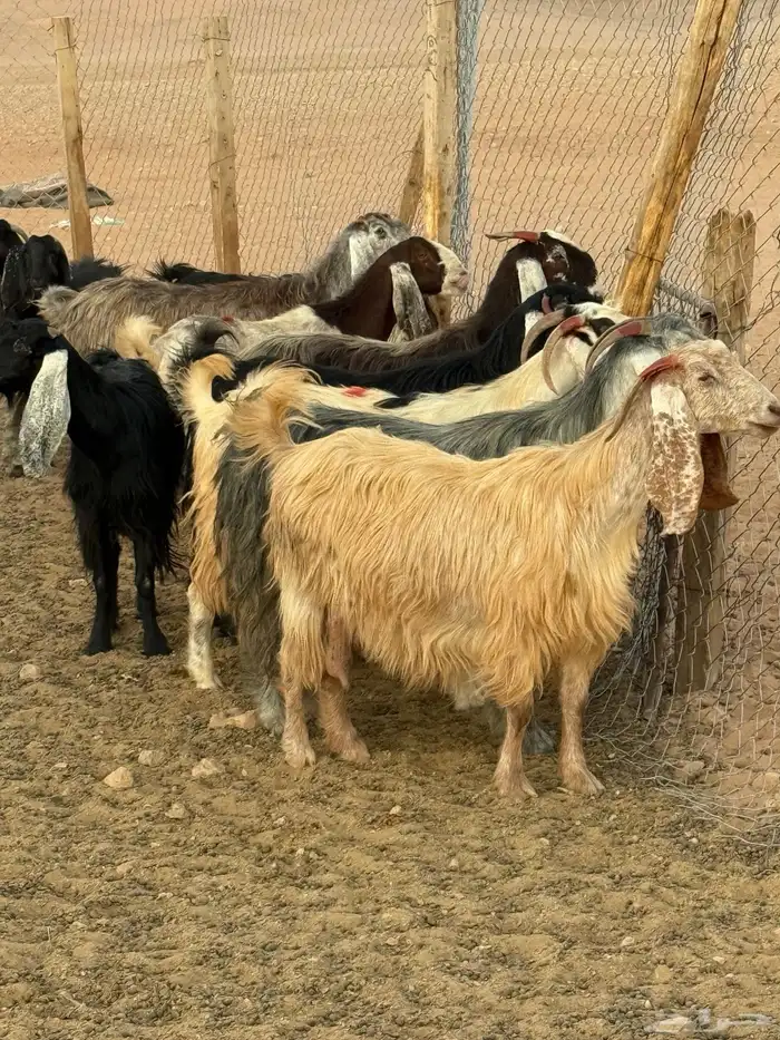 معزا مراح بالمجمعة 2