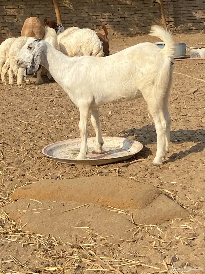 الجموم 0