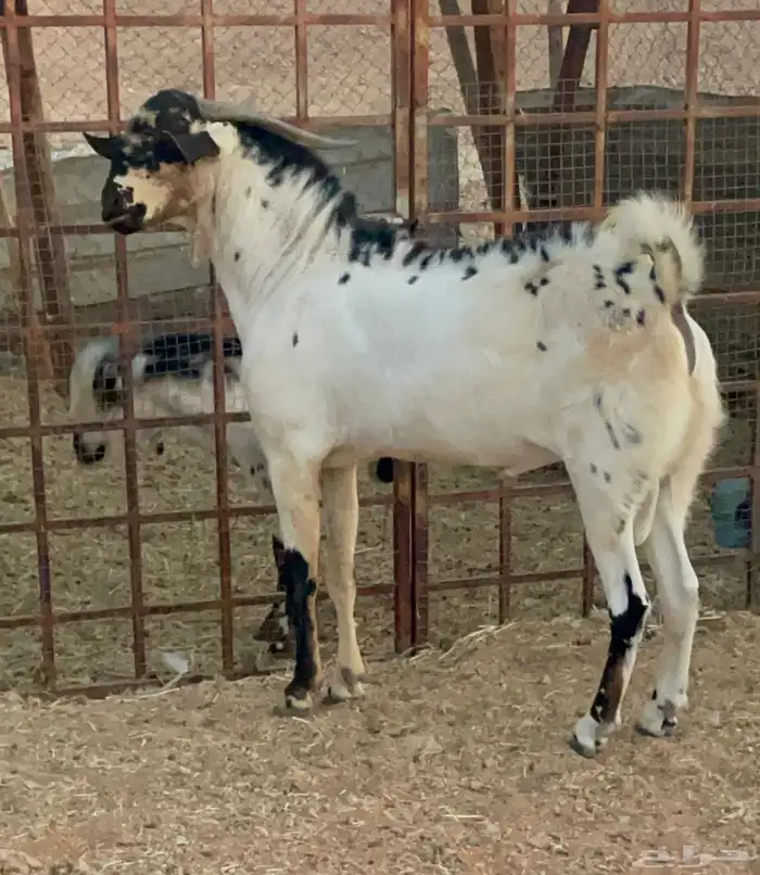 فحل كايف وزين بيشي للبيع 3