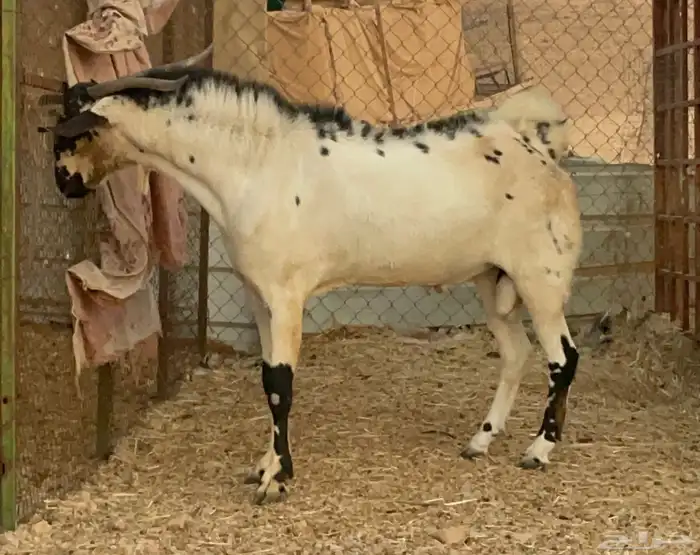 فحل كايف وزين بيشي للبيع 2