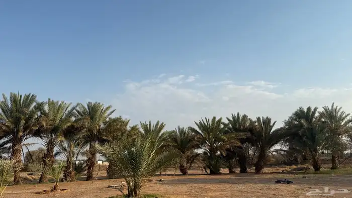 نخل للبيع 0