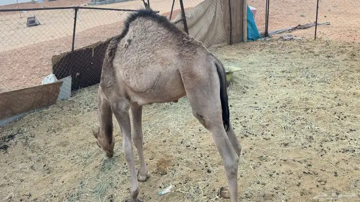 قعود على لبن امه العمر 9 شهور 2