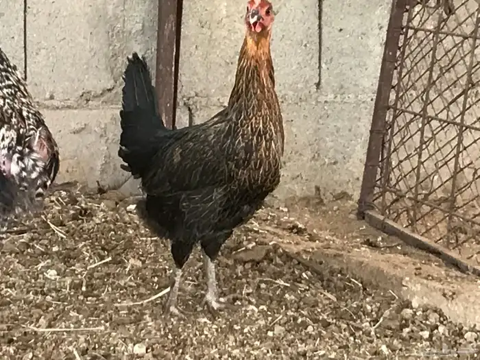 دجاجتين مهجنات براهما وبلدي 0