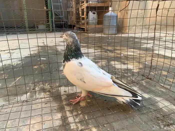 للبيع حمام باكستاني 0