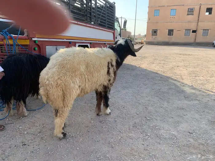 فحل نعيمي مشروط ثني 0