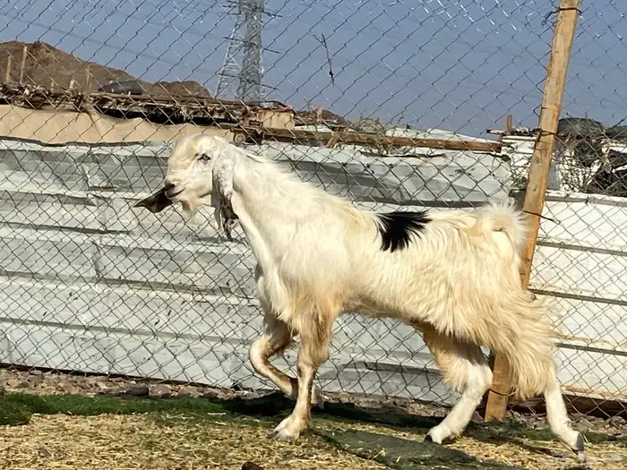 تيس مصري ثني صنف فحل 6