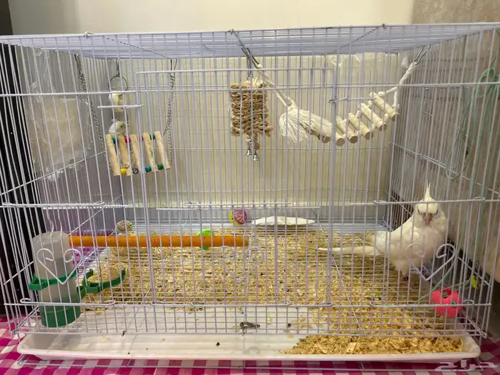 ببغاء كروان لاتيني اليف 1