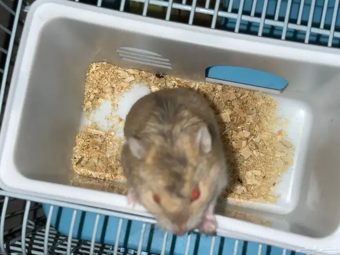 هامستر   انوع ذكر 0