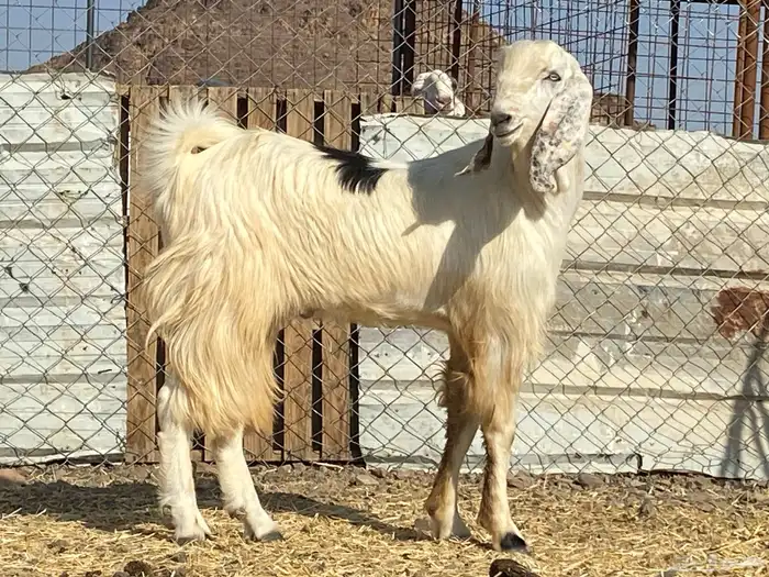 تيس مصري ثني صنف فحل 2