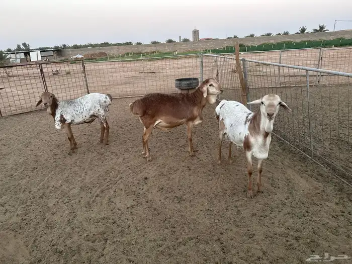 طليان برابر انتاج الحلال 5