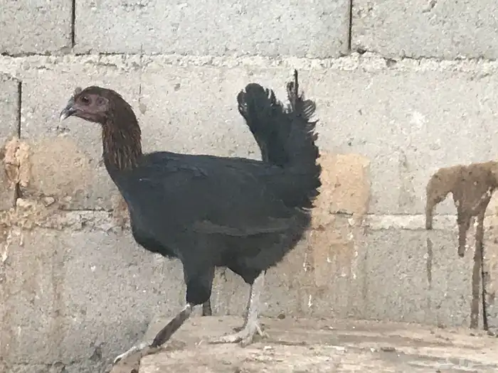 دجاجتين مهجنات براهما وبلدي 3