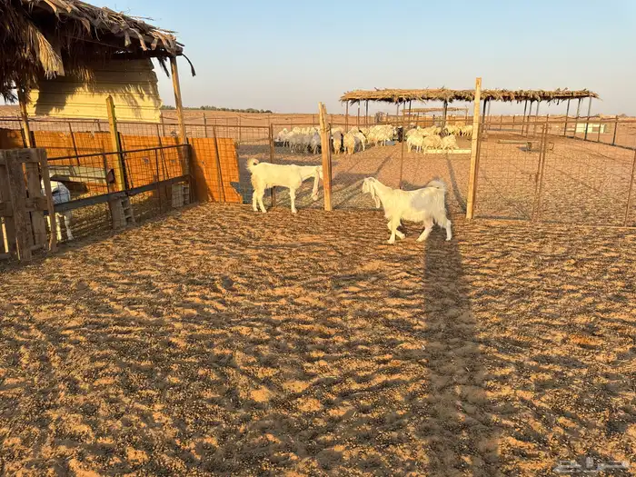 عنزين ثنوات 1