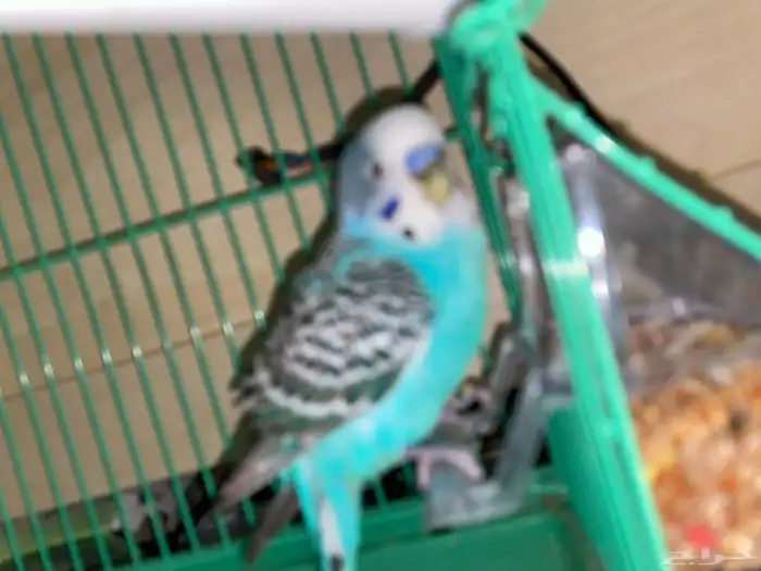 طيور الحب منتجه 0