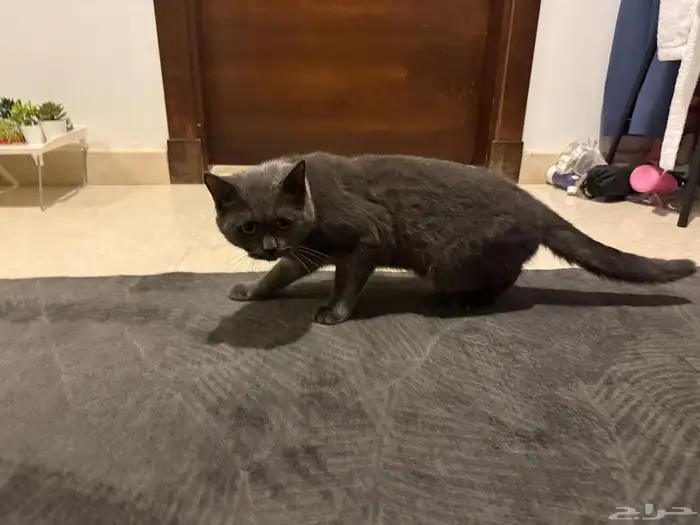 سكوتش ستريت بيور ذكر سنه و 4 شهور 6