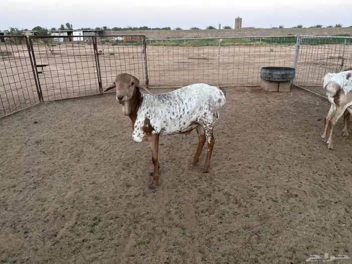 طليان برابر انتاج الحلال 6