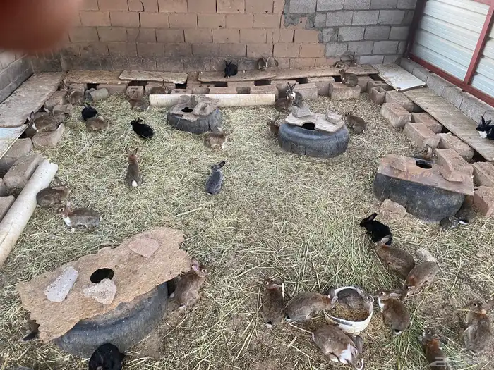 أرانب للبيع مذبوح وحي 2