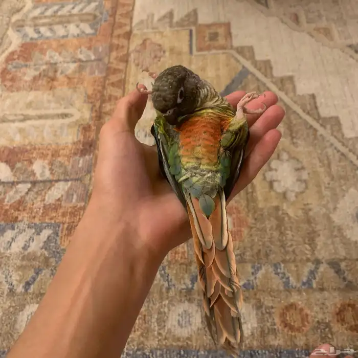 كنيور يلو سايد 8