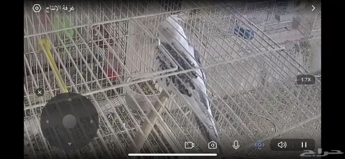 كروان انثى جاهزة فراشة نزلت بيض بدون ذكر 3