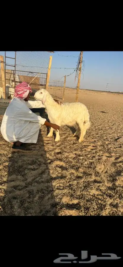 مشاريع خرفان عيسيات طيبة 2