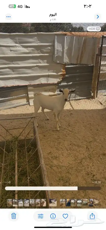 تيس للليع 2