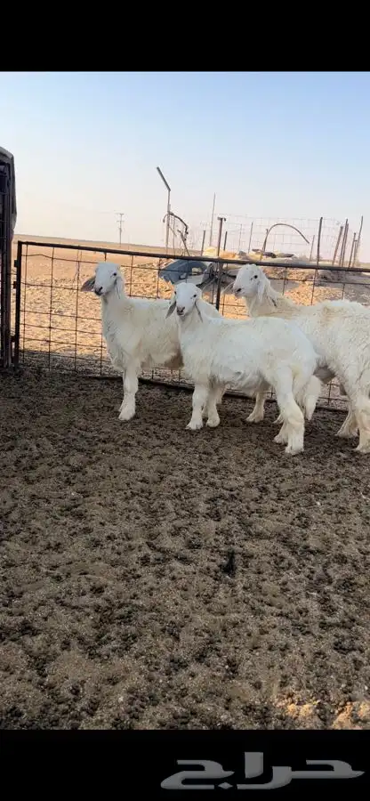 مشاريع خرفان عيسيات طيبة 0