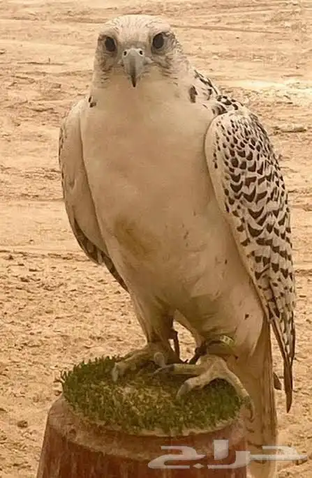 مطلوب جير بيور شرط الصحه فقط 0