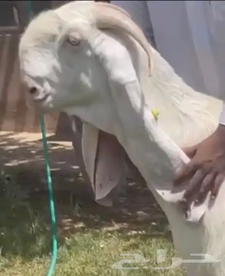 عنز مطوره بيضا 0