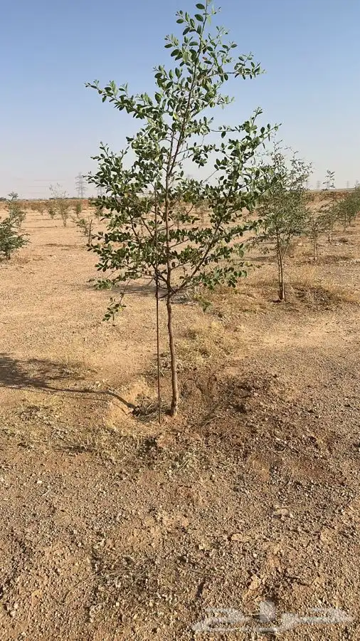 أشجار سدر للنحالين 0