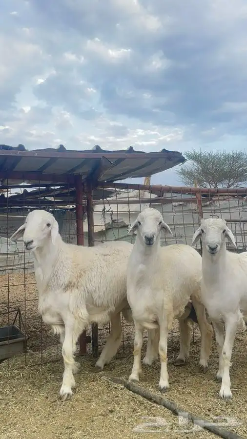 طليان 0