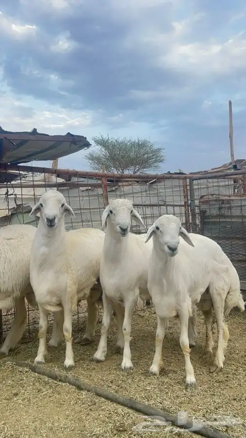 طليان 4