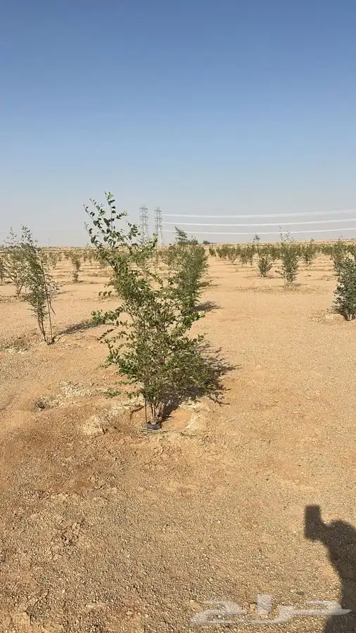 أشجار سدر للنحالين 1