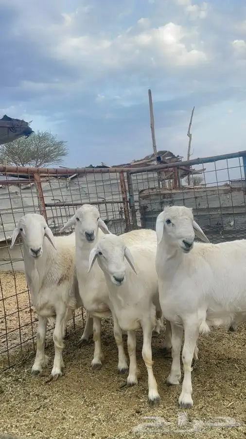 طليان 3