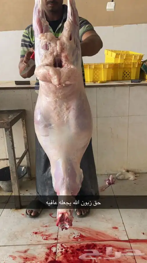 برابر تمايم فل شحم 4